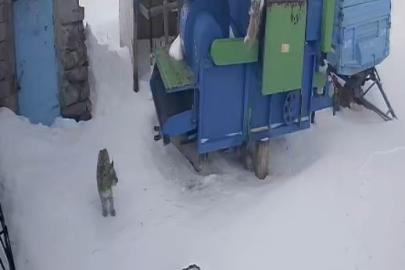 Ardahan’da aç kalan vaşak köye indi