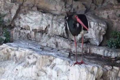 Artvin’de kara leylek görüntülendi