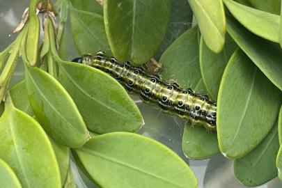 Artvin’de şimşir güvesine karşı biyolojik mücadele sürüyor