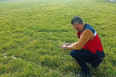 Aslanapa’da soğuktan zarar gören hububat ekili alanlarda inceleme