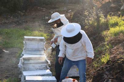 Aydın’da arı kolonileri gençleşiyor, arıcılar sezondan umutlu