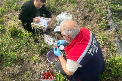 Aydın’da hasat öncesi çilek bahçeleri kontrol edildi
