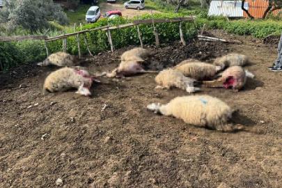 Aydın’da kurt saldırısı vatandaşları tedirgin etti