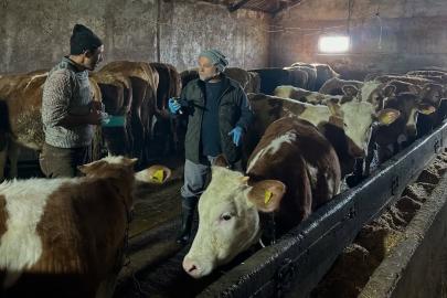 Aydıntepe’nin 23 köyünde ve 4 mahallesinde şap aşılama kampanyası tamamlandı