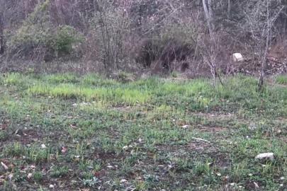 Ayı, domuz ve gelincik fotokapanla görüntülendi