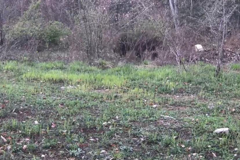 Ayı, domuz ve gelincik fotokapanla görüntülendi