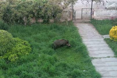 Ayvalık’ta Çamlık’ı yaban domuzları bastı