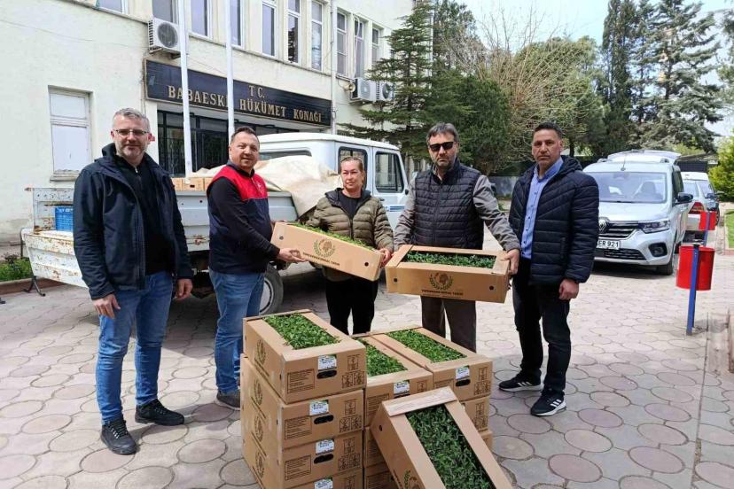 Babaeski’de üreticiye 2 bin kırmızı domates fidesi verildi