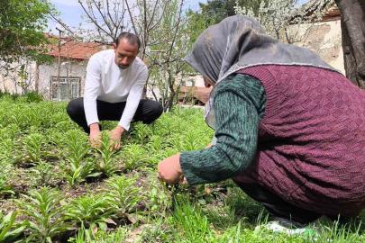 Babasından miras kalan akzambaklara gözü gibi bakıyor