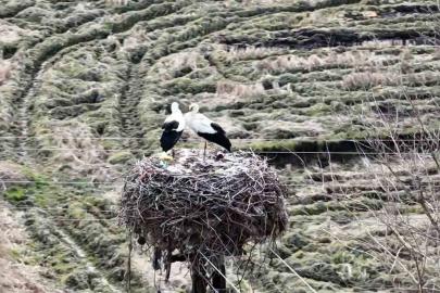 Baharın müjdecisi leylekler Sinop’a geldi