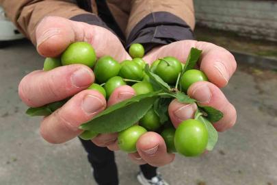 Balıkesir’de ilk erik hasadı yapıldı