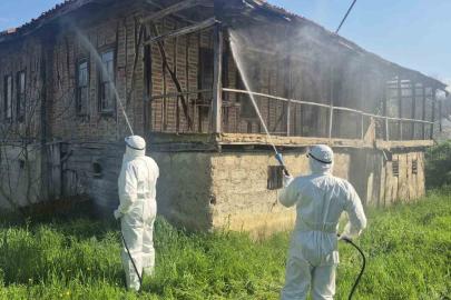 Bartın’da kahverengi kokarca kış uykusunda yok edilecek