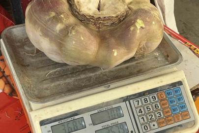 Batman’da dev turp görenleri şaşırttı