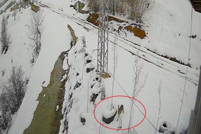 Bayburt’ta nefes kesen kovalamaca: Tavşanın kurdu atlattığı anlar kamerada