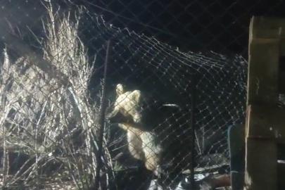 Bayburt’ta şantiye alanına inen ayı vatandaşın sesini duyunca böyle kaçtı