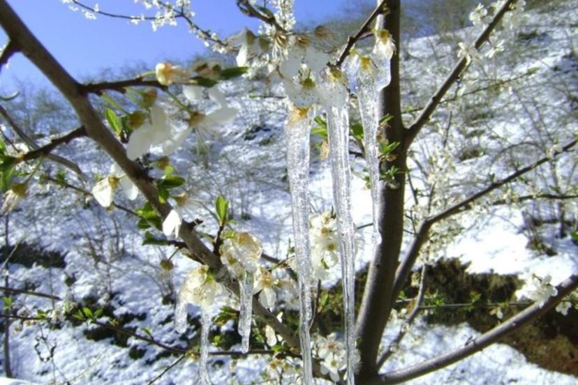 Bayburt’ta üreticilere zirai don uyarısı