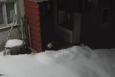 Bayburt’ta vaşaktan sonra bu kez tilki tavşan avladı