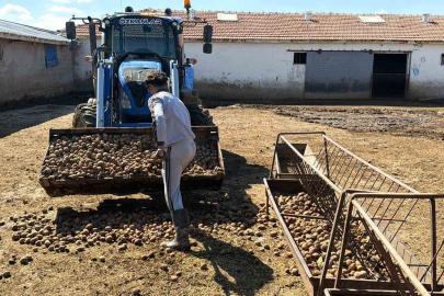 Besiciler hayvanlara patates yedirerek yemden tasarruf ediyor
