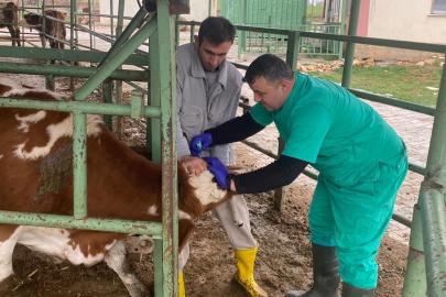 Beyşehir’de hayvan sağlığını koruma çalışmaları