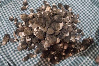 Beyşehir’de kuzugöbeği tutkunları sahaya çıktı