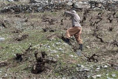 Bir yanda karla mücadele, diğer yanda budama çalışmaları sürüyor