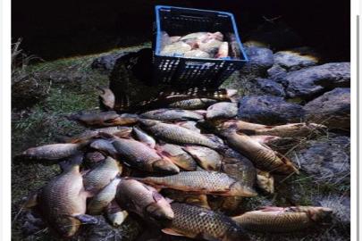 Bolu’da 250 kilo ağırlığındaki 100 canlı sazan balığı kurtarıldı