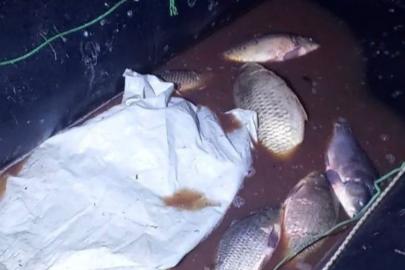 Bolu’da 350 kilo sazan kurtarıldı