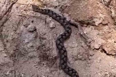 Bolu’da odun yığınları arasında nesli tehlike altında olan zehirli yılan görüntülendi
