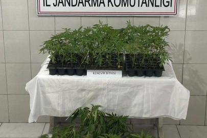 Bozdoğan’da 174 kök kenevir ele geçirildi