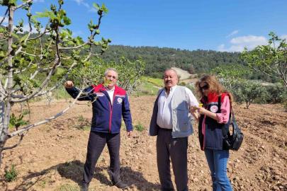 Buharkent’te ilek bahçeleri kontrol edildi