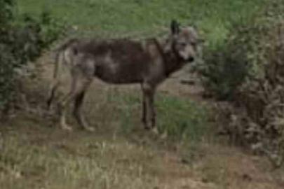 Buldan’da kurt bir kez daha görüldü