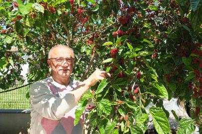 Burhaniye’de baharın ilk meyveleri dutlar kendini gösterdi