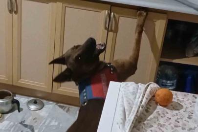 Burnuyla kokladı, patisiyle uyuşturucuların yerini gösterdi