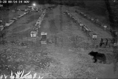 Bursa’da arı kovanlarına ayı saldırısı