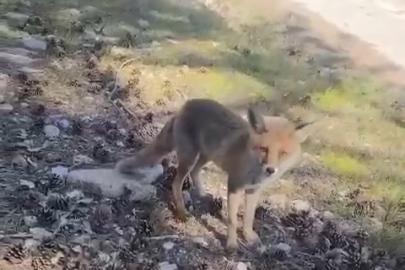 Bursa’da ilginç görüntüler