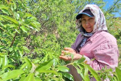 Çağla, üreticisinin yüzünü güldürdü