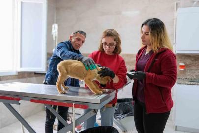 Can dostlar için Menemen’de rekor tedavi sayısına ulaşıldı