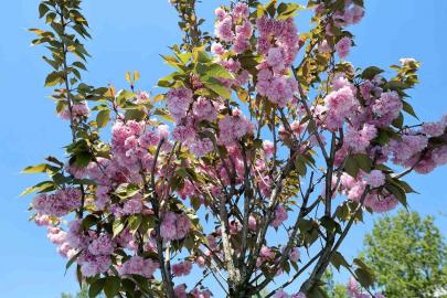 Çark Deresi kıyısında sakura güzelliği