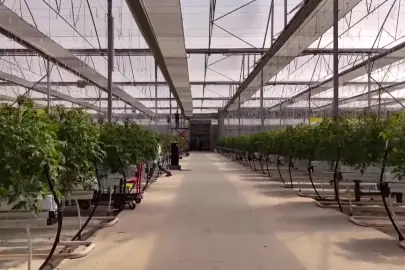 Çaycuma Sera OTB üretime başladı