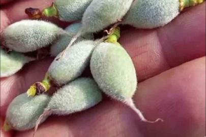 Çermik’te yılın ilk çağla hasadı başladı