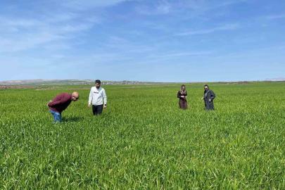 Cizre’de tarlalarda ‘süne’ mesaisi