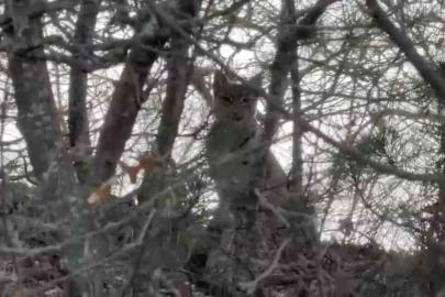 Çorum’da Avrasya vaşağı görüntülendi