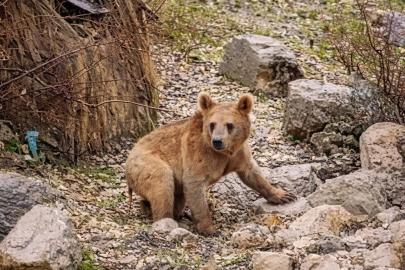Çukurca’da aç kalan ayılar mahalleye indi