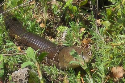 Demir yılan Bozkurt’ta ortaya çıktı