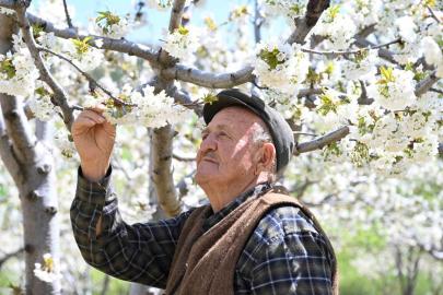 Demirci’de 800 bin kiraz ağacı çiçek açtı