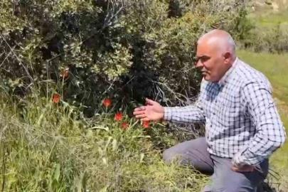 Denizli’de anemon lalesi yetişti