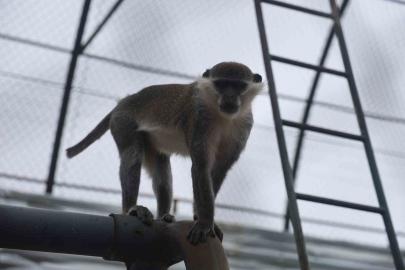 Denizli’de yakalanan maymun Konya’da hayvanat bahçesine teslim edildi