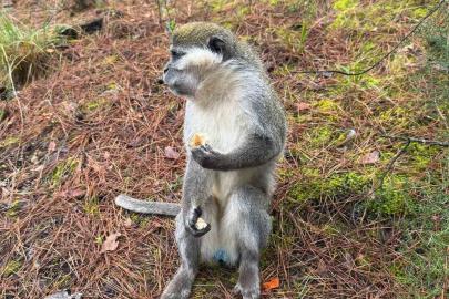 Denizli’deki firari maymunların sırrı çözüldü