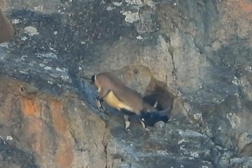 Dev boynuzları engel olmadı: Dağ keçisi dar mağaraya böyle girdi