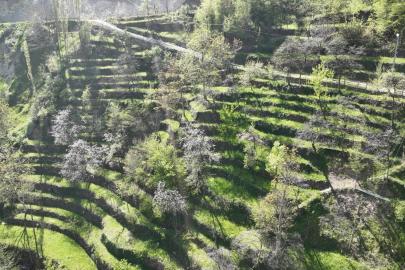Dik yamaçta 60 yıllık emek, taş duvarlarla kurulan miras